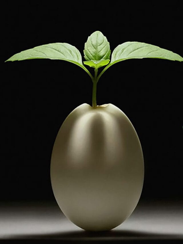 Creating a Noom Life: A Couple’s Journey to Weight Loss and a Better Life